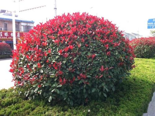 湖南紅葉石楠樹價格、種植園、批發(fā)【湖南岳陽苗木】
