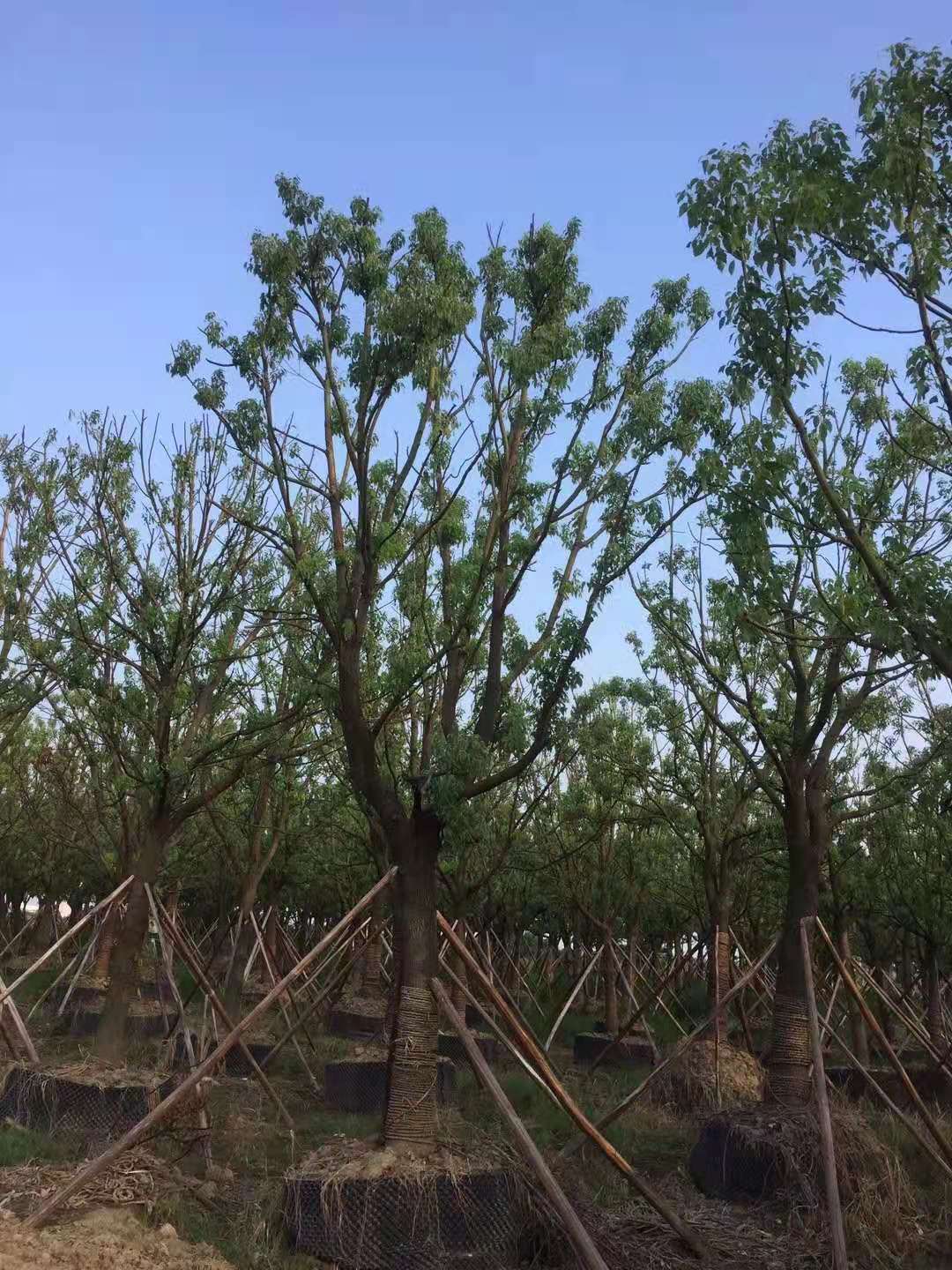 全冠移植香樟批發(fā)、銷售、大量供應(yīng)、價格【益陽市赫山區(qū)槽門灣苗木種植專業(yè)合作社】