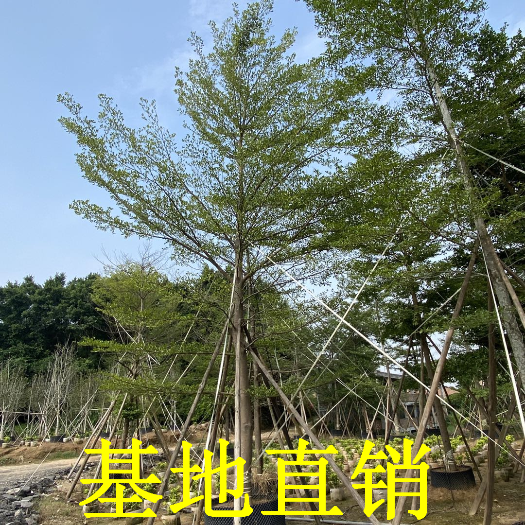 小葉欖仁樹苗價格、福建小葉欖仁樹苗種植
