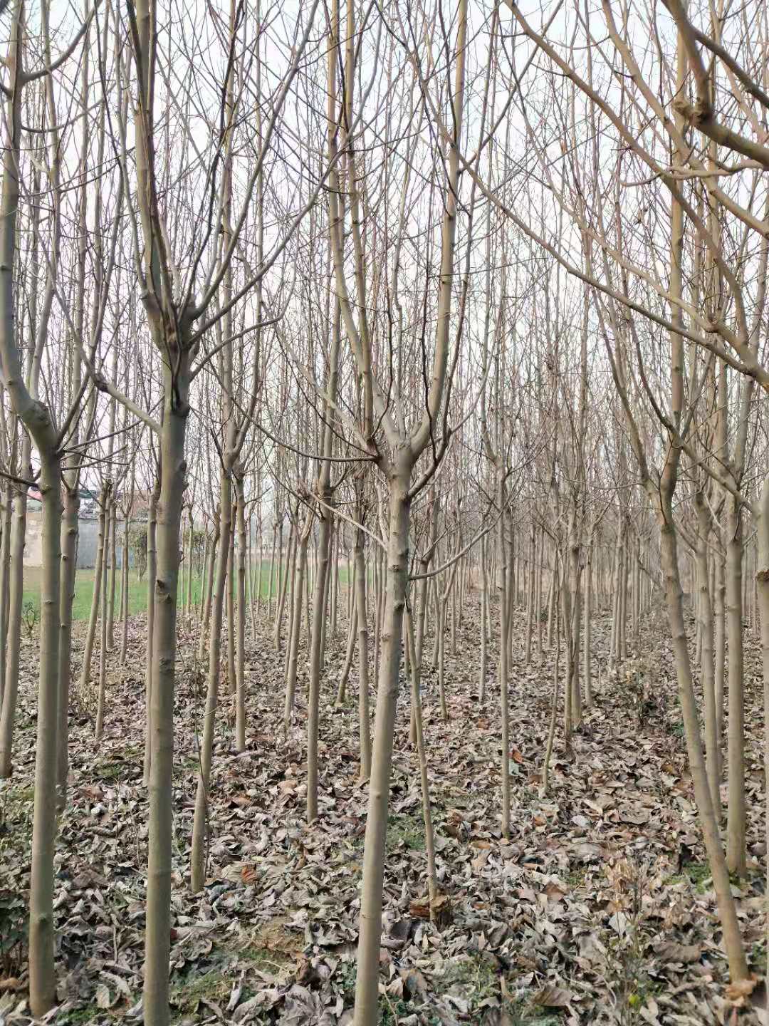 安徽白玉蘭電話、種植基地、供貨商【沭陽花木大*有限公司 】