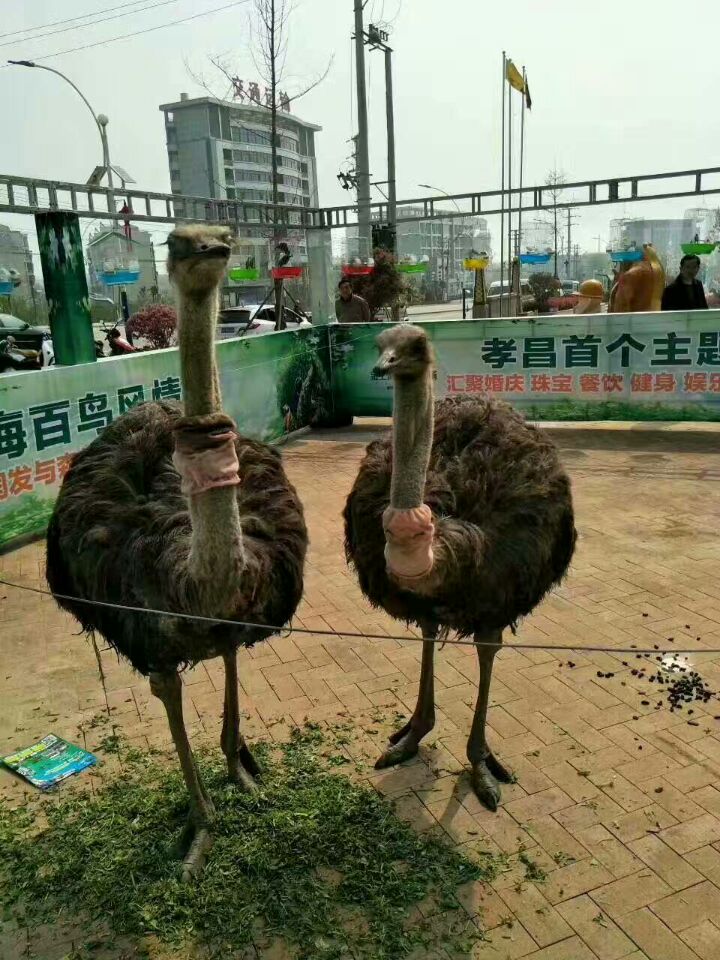 設備租賃圖片/設備租賃樣板圖 (1)