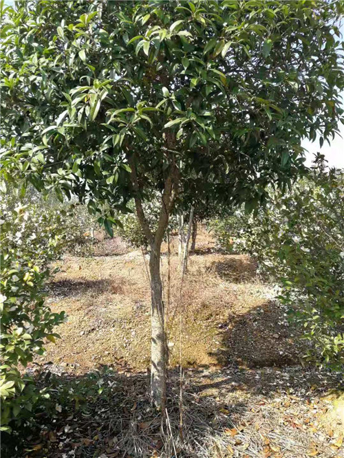 產(chǎn)地直供圖片/產(chǎn)地直供樣板圖 (2)