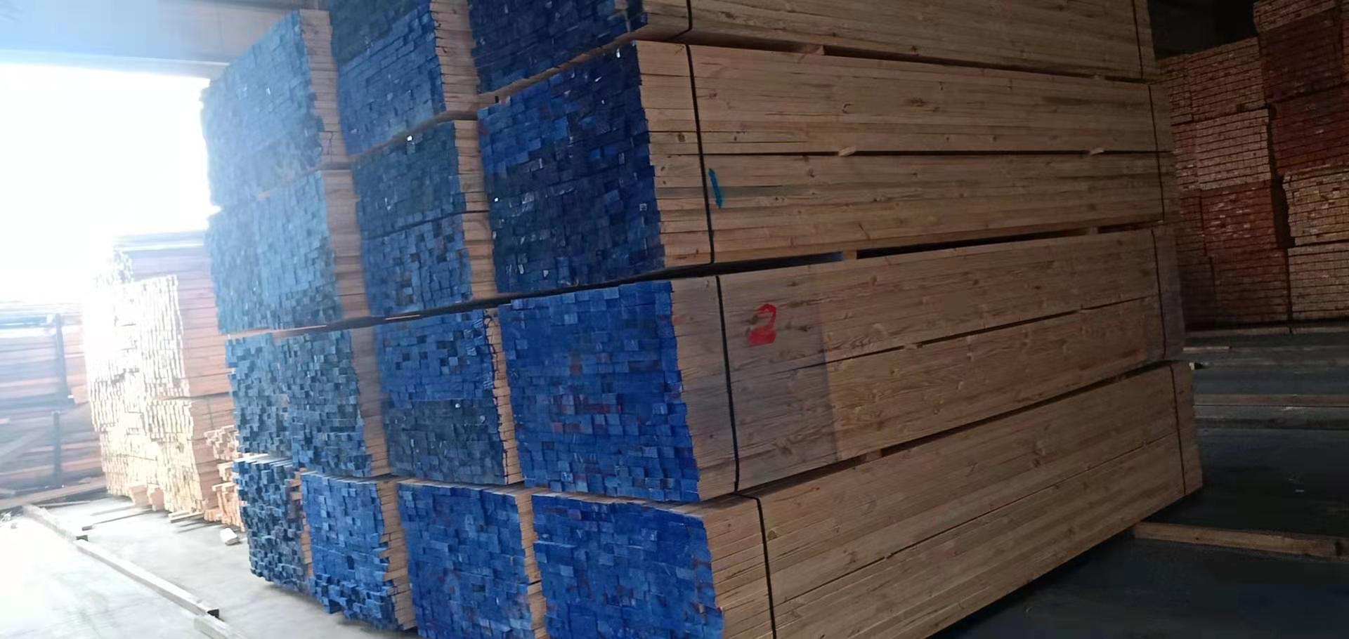 樟子松圖片/樟子松樣板圖 (3)