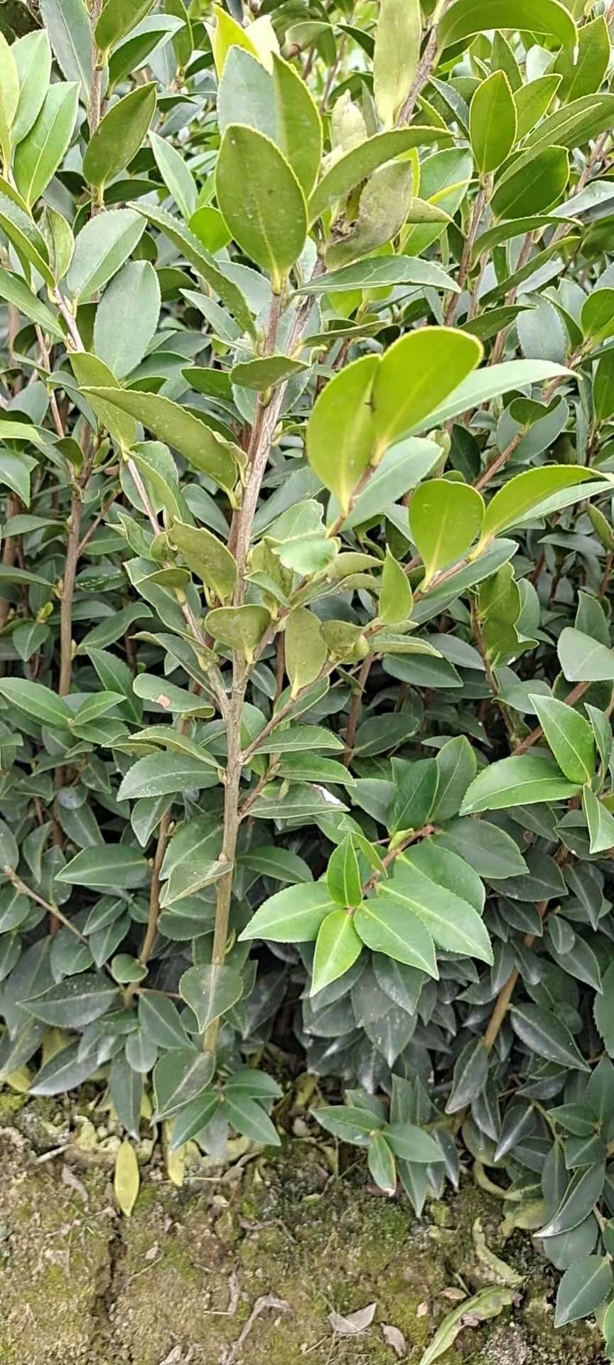 贵州茶苗种植基地_批发价钱【攸县勇宇油茶种植合作社】