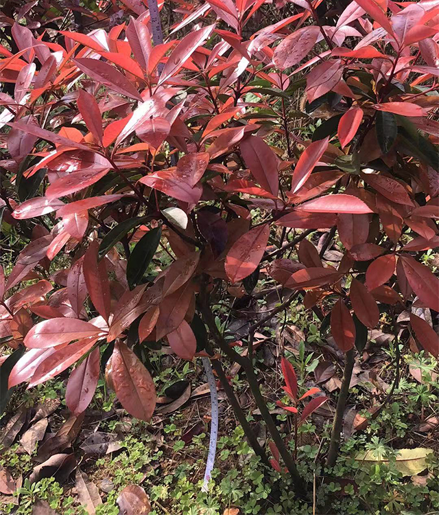 福州大量批發(fā)紅葉女貞基地_紅葉石楠價格