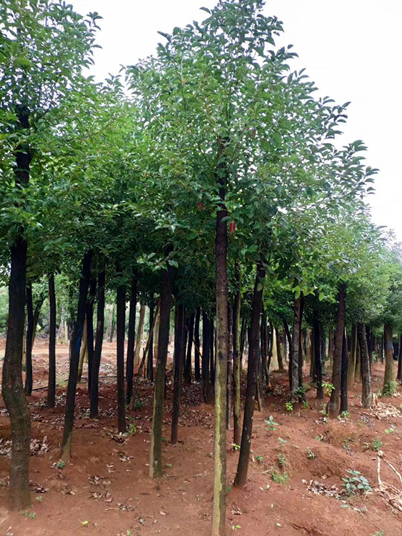 湖南香樟树苗批发基地_移植香樟种植基地销售