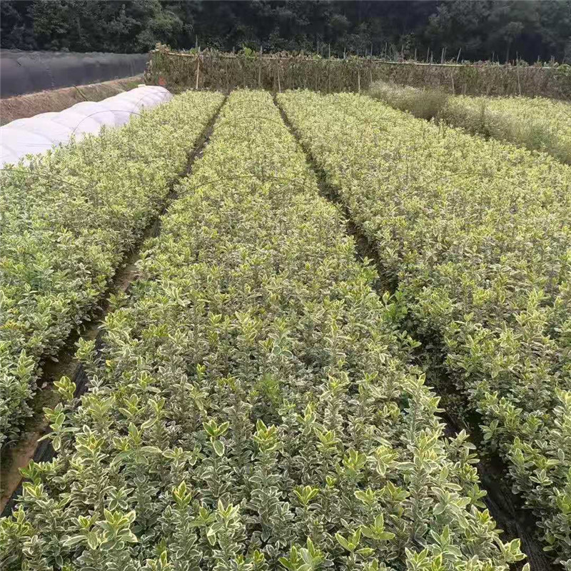 長沙金邊黃楊杯苗批發(fā)基地 金邊黃楊小苗價(jià)格