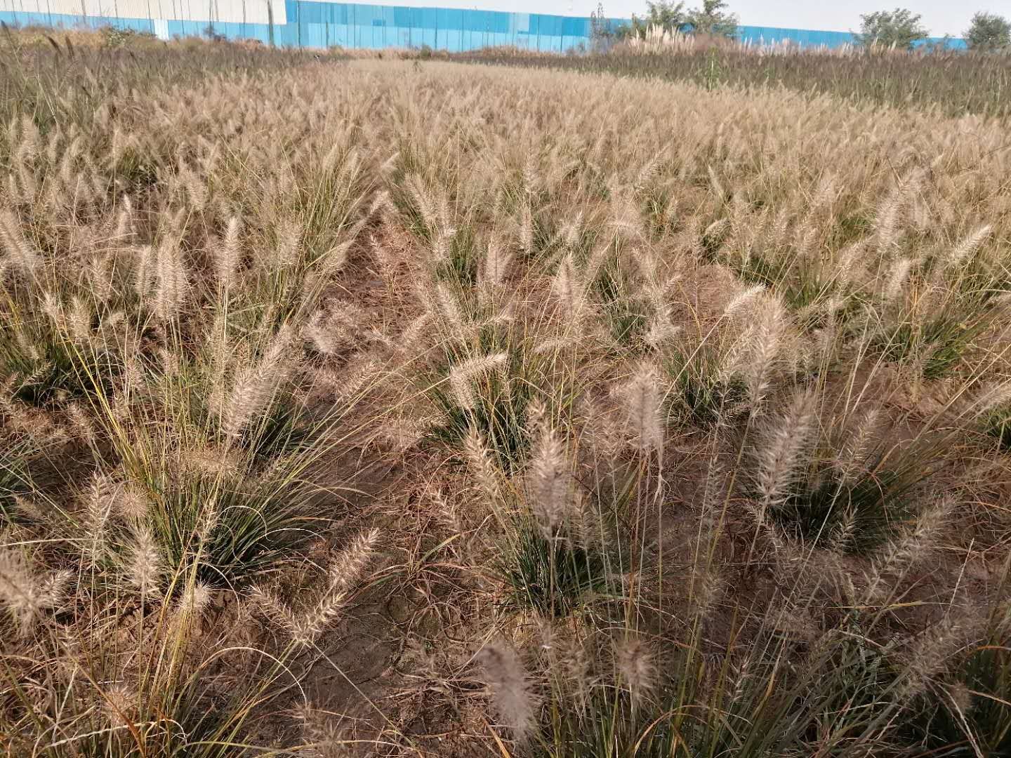 狼尾草圖片/狼尾草樣板圖 (4)