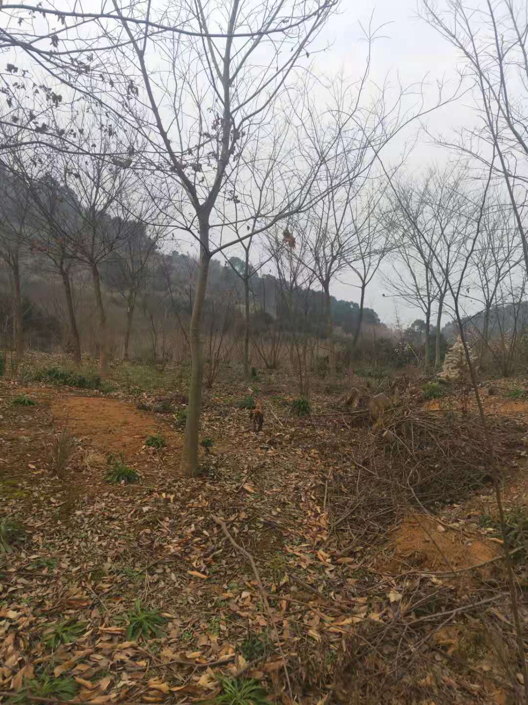 香樟圖片/香樟樣板圖 (2)