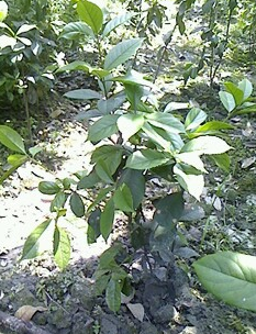 綠化灌木圖片/綠化灌木樣板圖 (2)