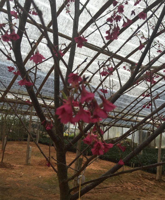 紅菲乙櫻花圖片/紅菲乙櫻花樣板圖 (2)
