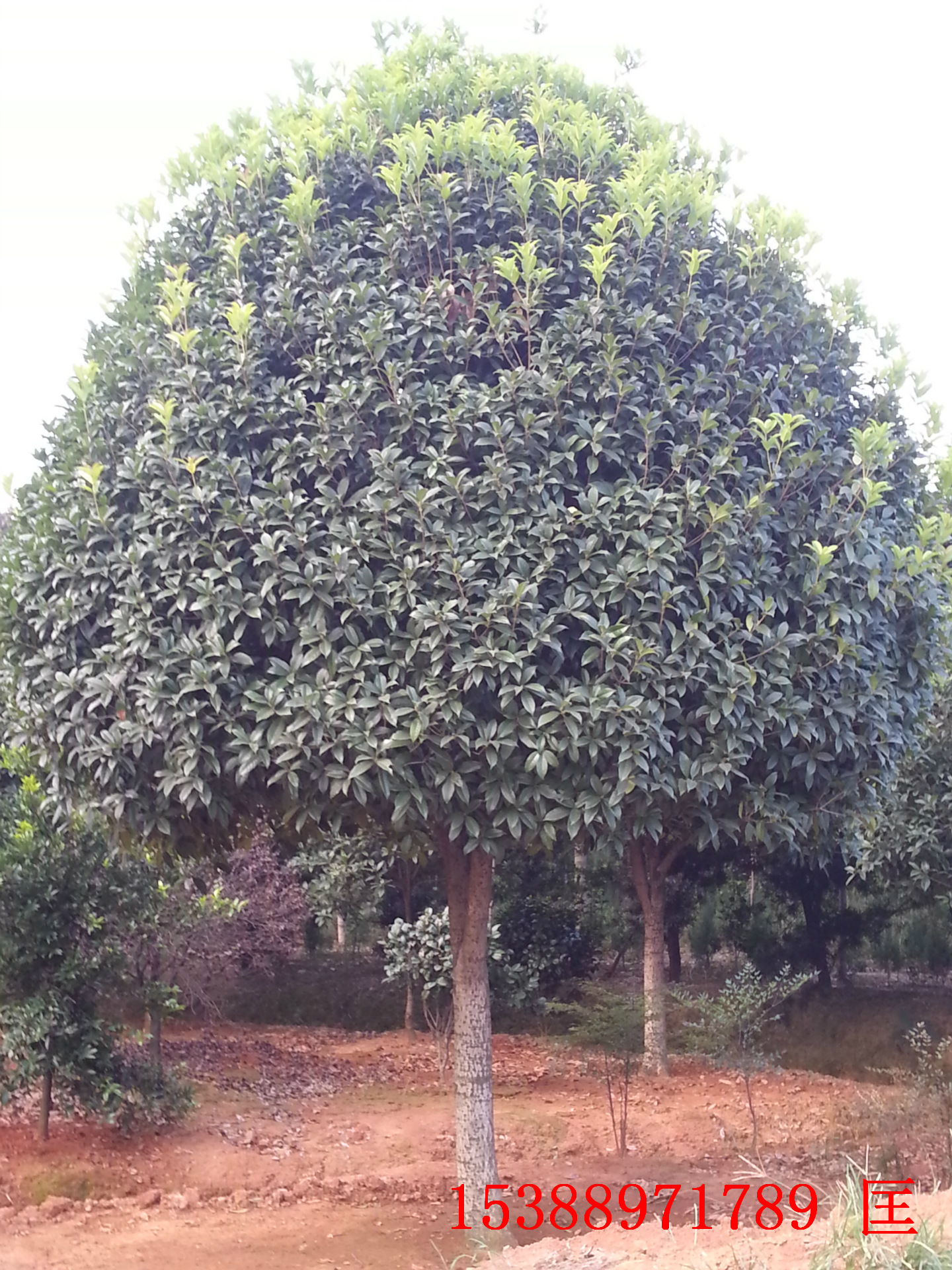 湖北桂花树种植基地_大量供应_价格_供应【浏阳市柏加镇佳智苗圃-销售部】图片