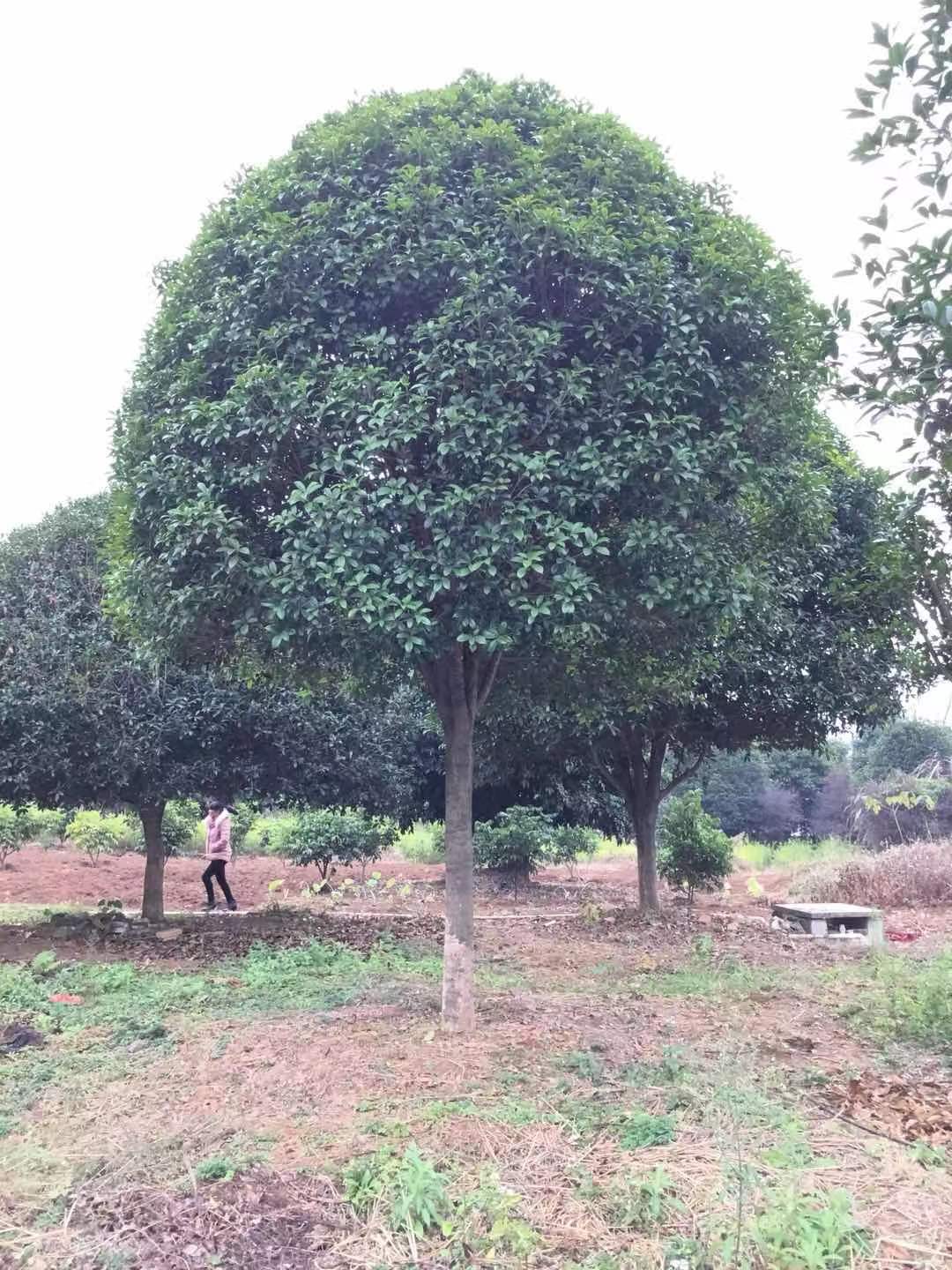 八月桂种植基地广东八月桂种植基地#八月桂供应#八月桂哪家好-望埠镇佳园苗木