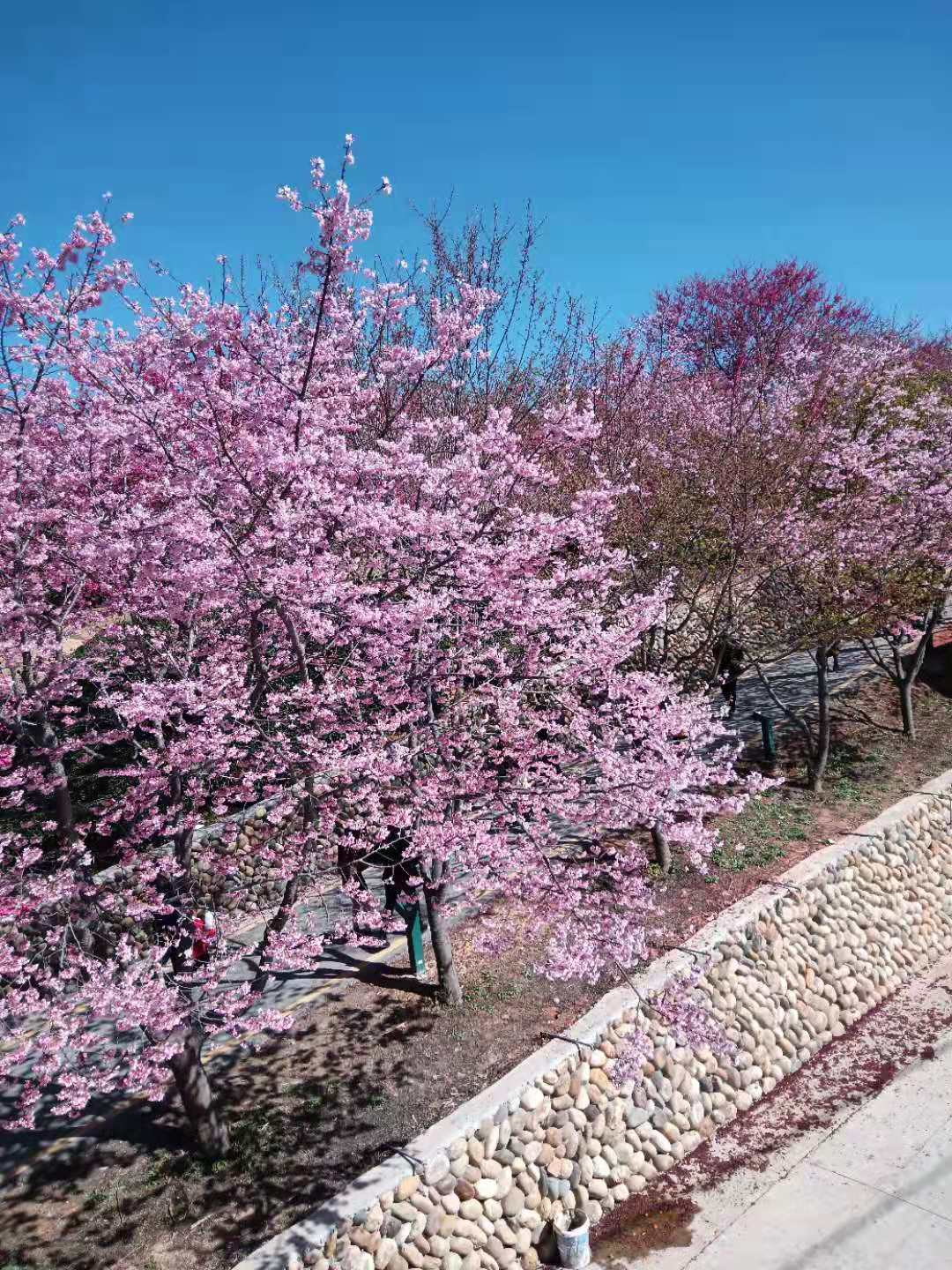 龙岩市樱花树苗批发基地 樱花小苗苗场在哪图片