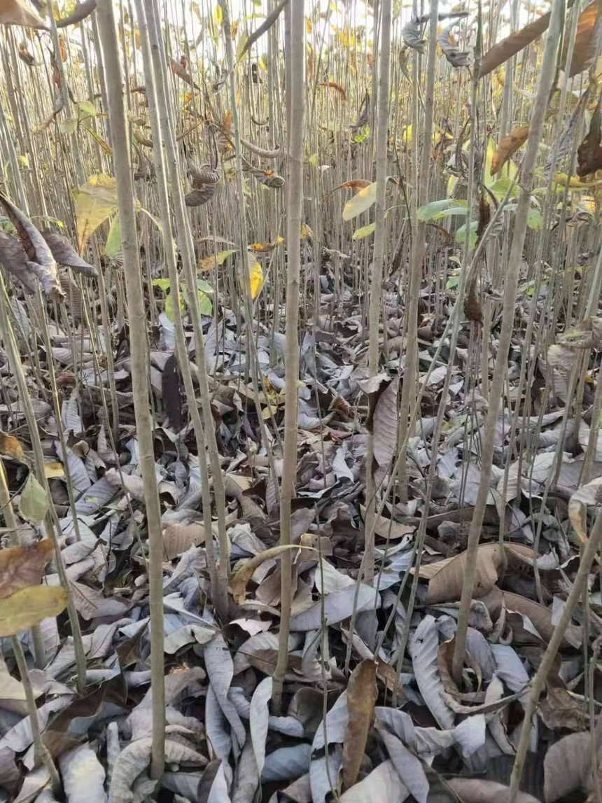 恩施土家族苗族自治州厚朴厂家厚朴厚朴厚朴树厚朴苗价格  厚朴厂家批发 厚朴供应 厚朴哪里有 厚朴哪里好 厚朴直销 厚朴种植 厚朴培植