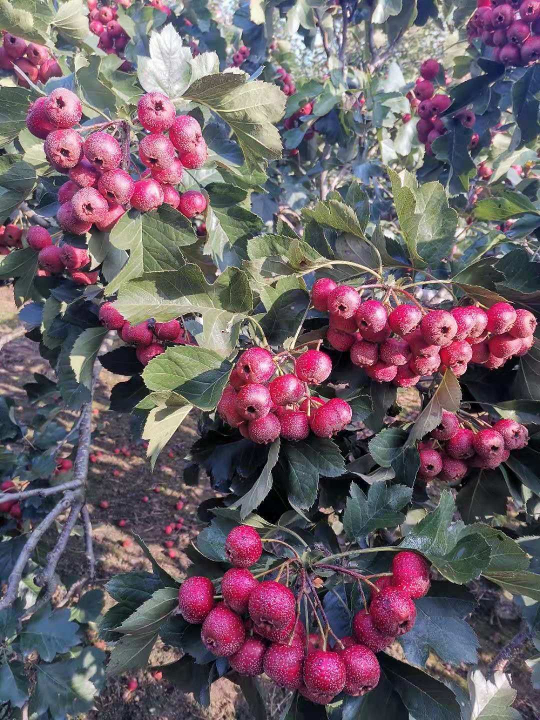 山楂樹苗圖片/山楂樹苗樣板圖 (4)