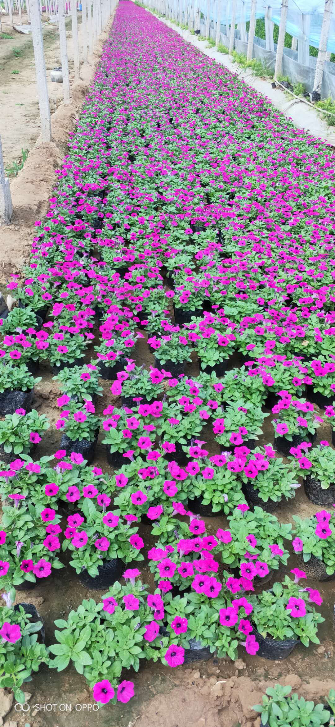 垂吊牽牛圖片/垂吊牽牛樣板圖 (4)