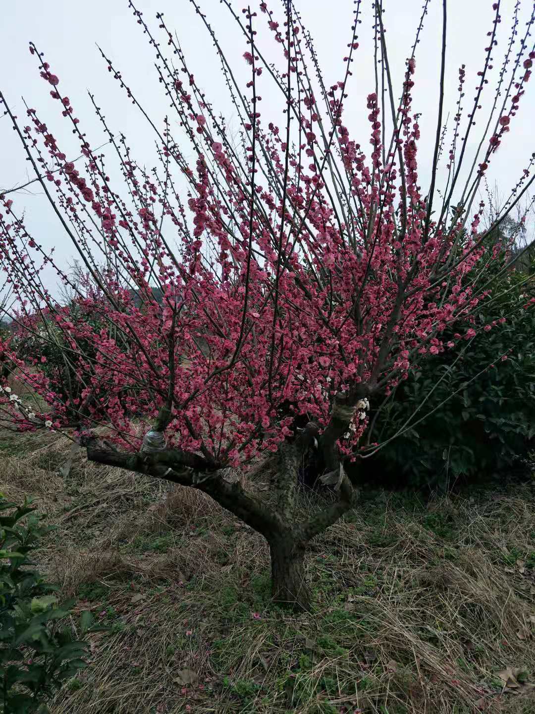 8公分紅梅樹圖片/8公分紅梅樹樣板圖 (1)