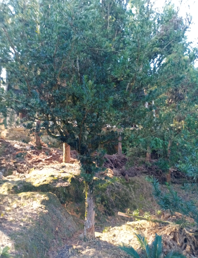 紅豆杉圖片/紅豆杉樣板圖 (2)