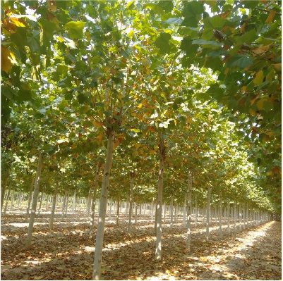 法桐小苗圖片/法桐小苗樣板圖 (4)