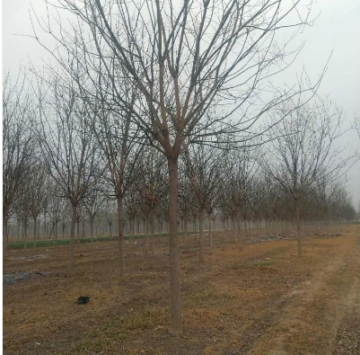 15公分國槐 15公分國槐供應 15公分國槐價格 15公分國槐直銷 15公分國槐種植 15公分國槐哪里有