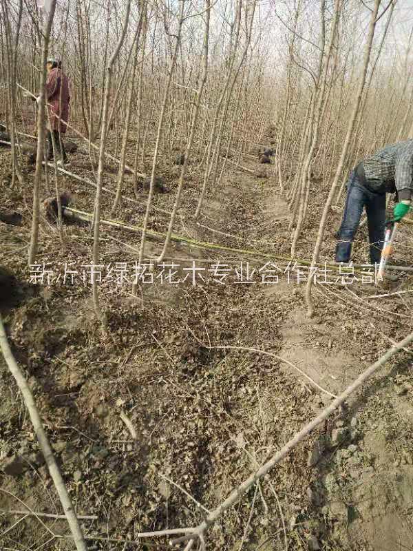 元寶圖片/元寶樣板圖 (2)