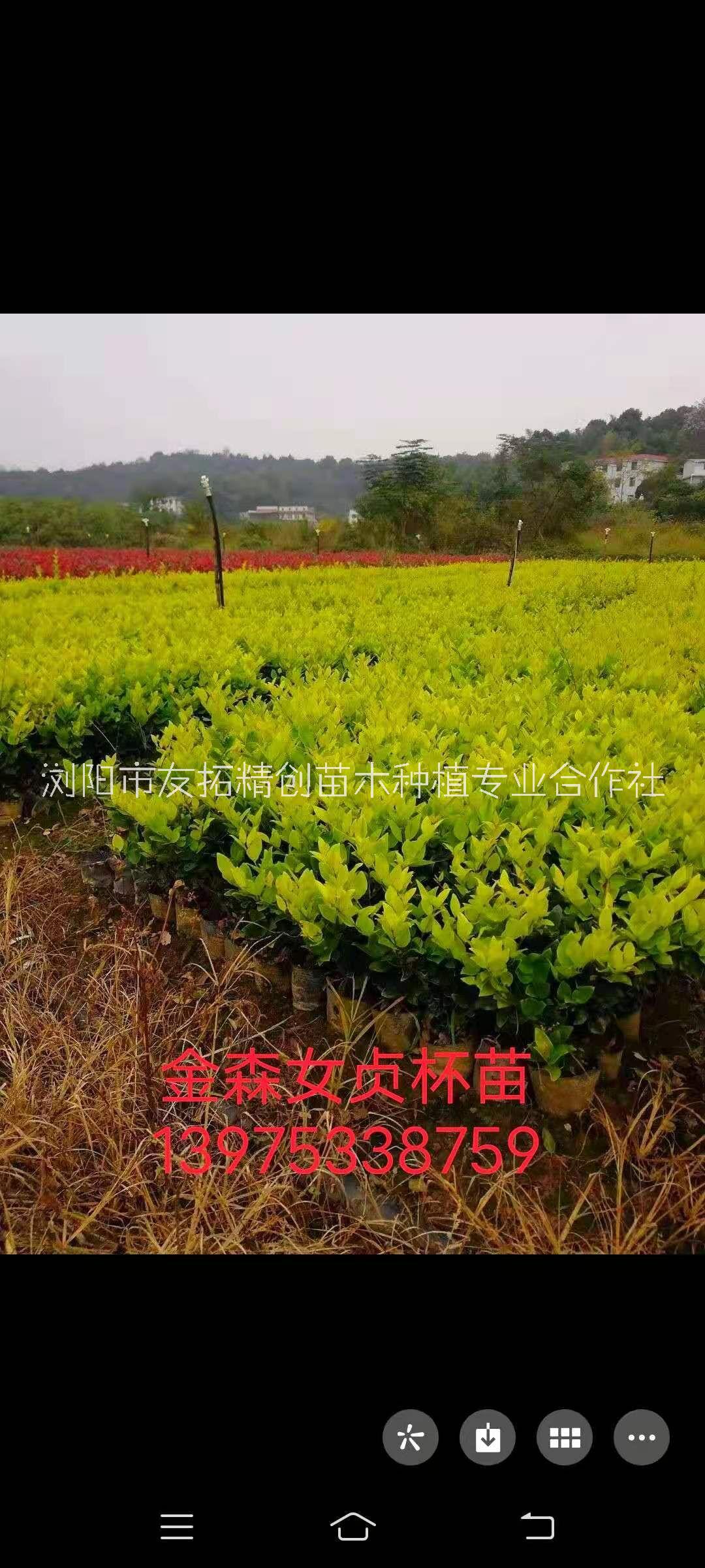 金森女貞圖片/金森女貞樣板圖 (4)
