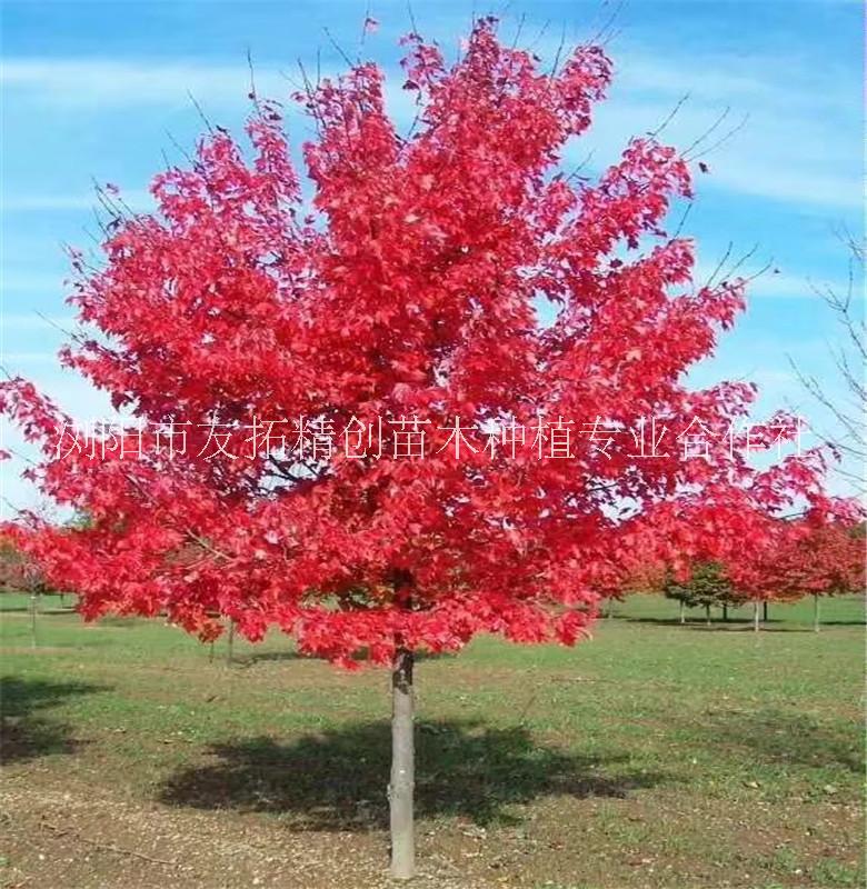 貴州紅楓圖片/貴州紅楓樣板圖 (4)