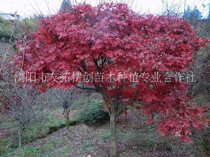 紅楓圖片/紅楓樣板圖 (1)