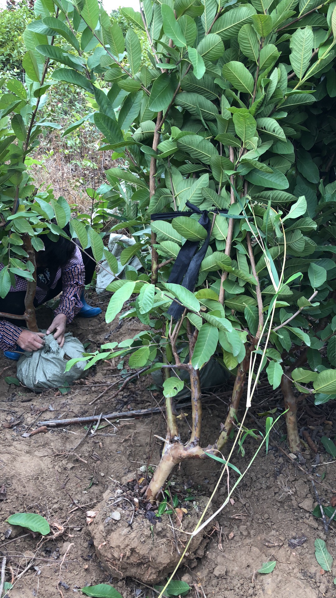 福州市芭乐苗价格厂家芭乐苗价格-批发-出售大量苗木-种植基地-福清市龙田茂盛果苗场