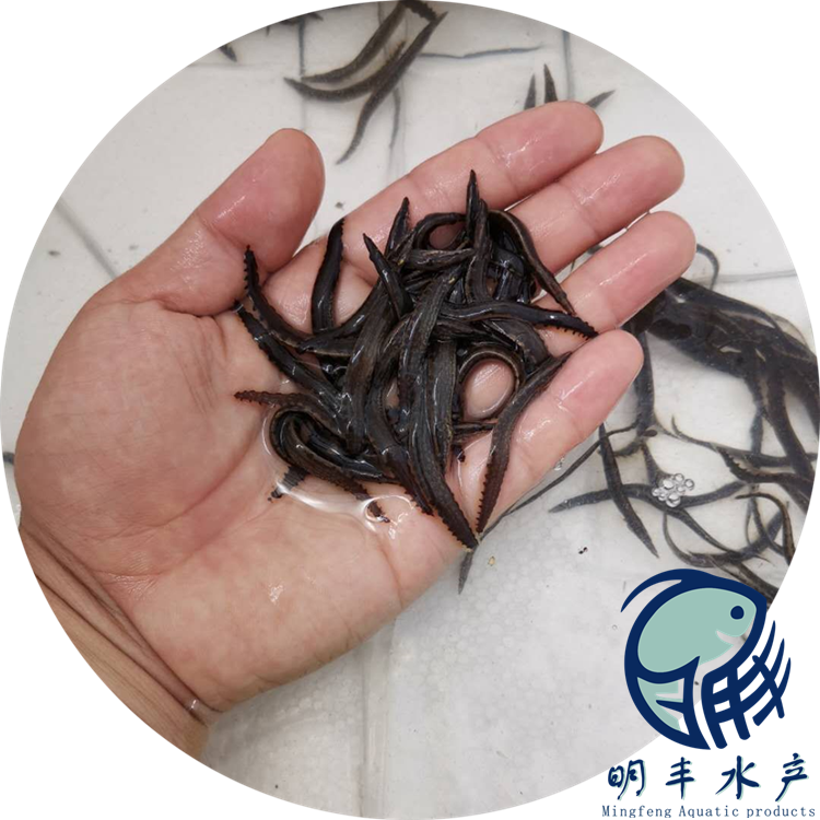 找蘇州刺鰍魚苗批發(fā)價格 塘頭鮮活發(fā)貨 淡水供應(yīng)【廣州明豐水產(chǎn)有限公司】