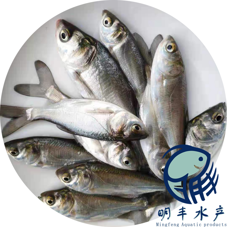 大量批發(fā)快大種鰱魚(yú)苗圖片/大量批發(fā)快大種鰱魚(yú)苗樣板圖 (3)