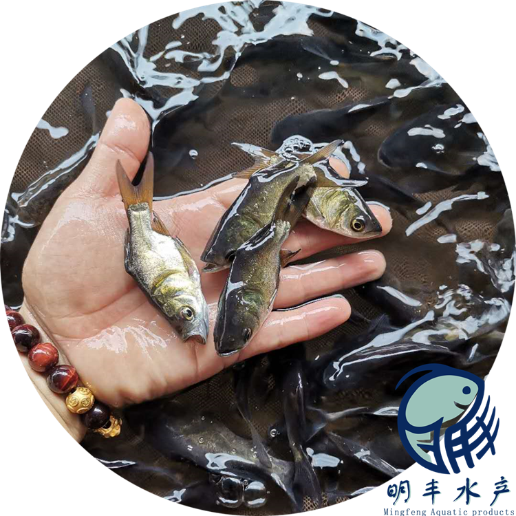 大頭魚苗圖片/大頭魚苗樣板圖 (2)