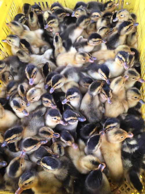 雜交鴨苗養(yǎng)殖基地圖片/雜交鴨苗養(yǎng)殖基地樣板圖 (2)