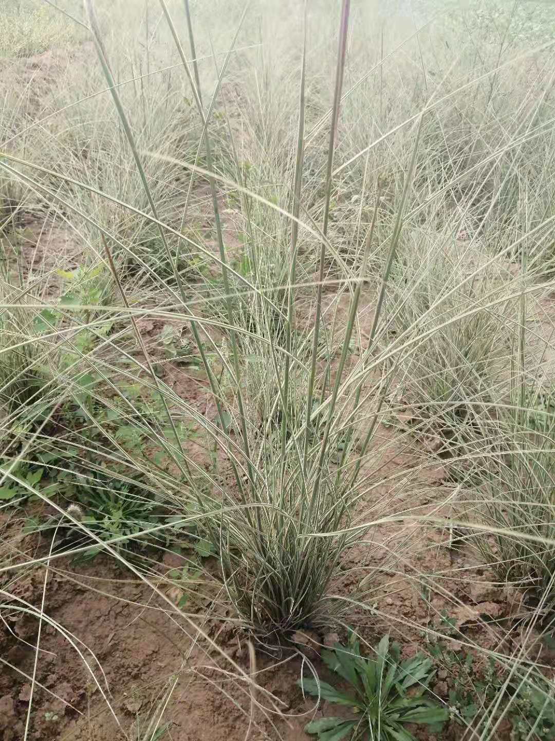 晨光芒圖片
