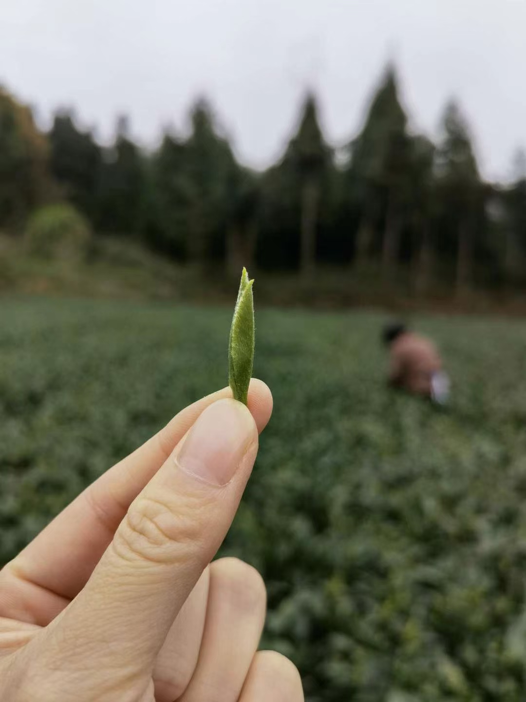 周宁白茶、福建茶叶、红茶好还是绿茶好、茶叶厂家批发