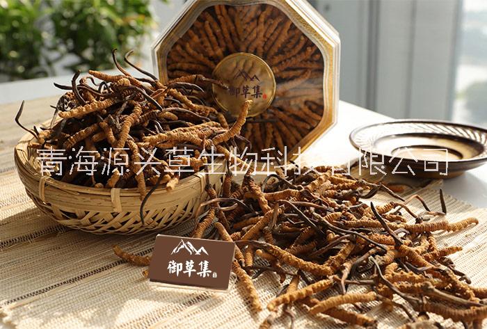 藏區(qū)源產(chǎn)地高海拔冬蟲(chóng)夏草——御草集冬蟲(chóng)夏草
