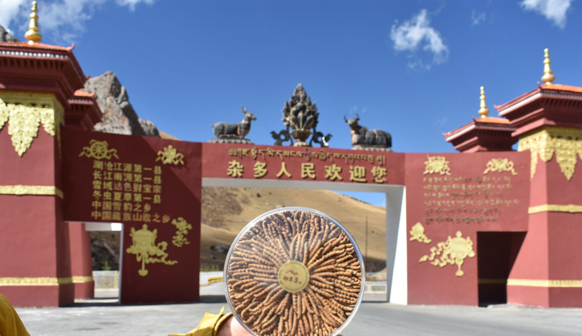 冬蟲夏草圖片/冬蟲夏草樣板圖 (3)