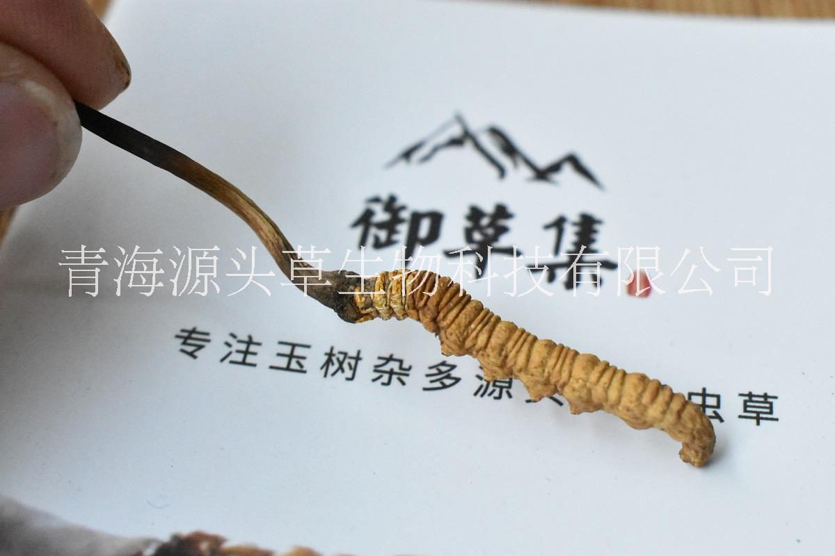 冬蟲(chóng)夏草圖片/冬蟲(chóng)夏草樣板圖 (2)