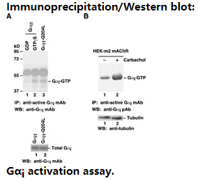 Anti Active Gαi Mouse Monoclonal Antibody