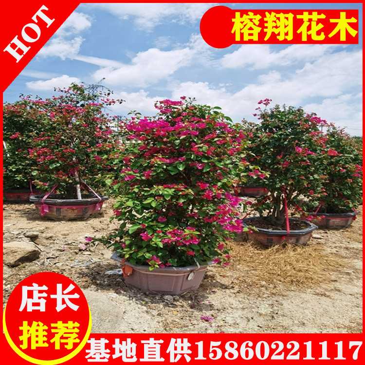多色三角梅大盆苗圖片/多色三角梅大盆苗樣板圖 (4)