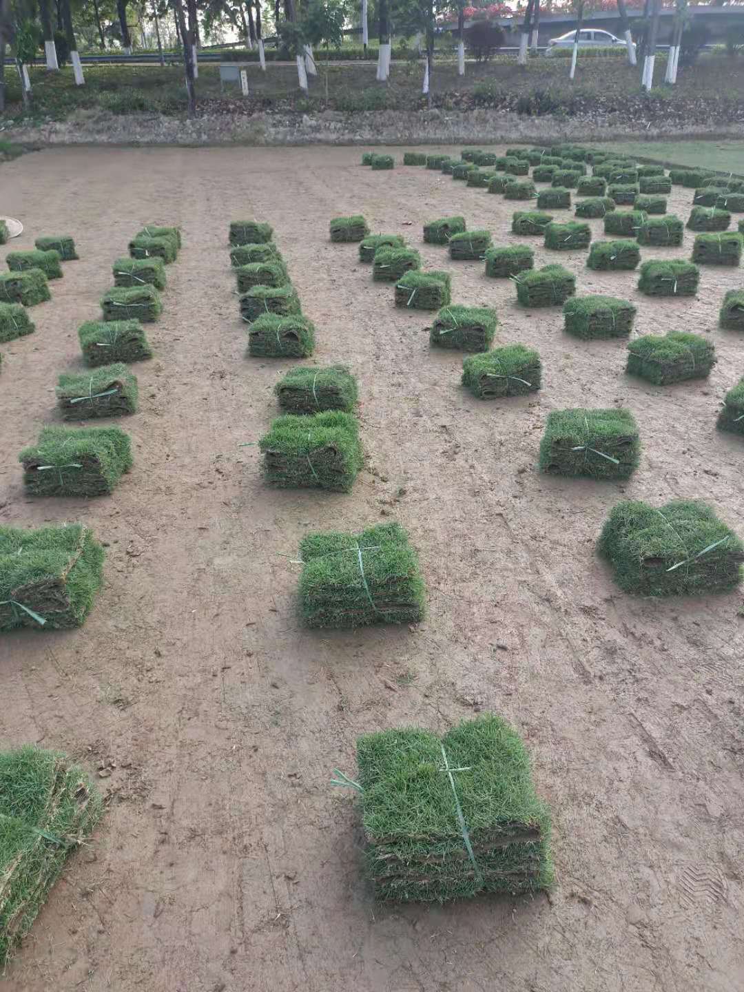 馬尼拉草卷廠家批發(fā)圖片