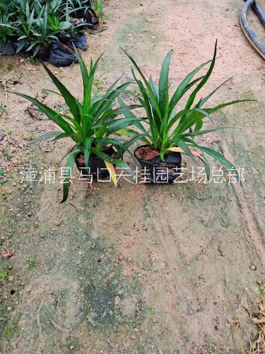 藍花圖片/藍花樣板圖 (2)