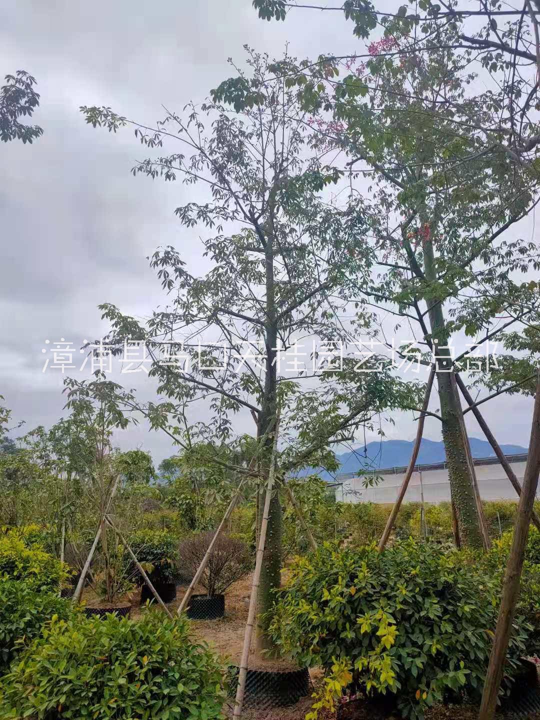 美麗異木棉圖片/美麗異木棉樣板圖 (3)