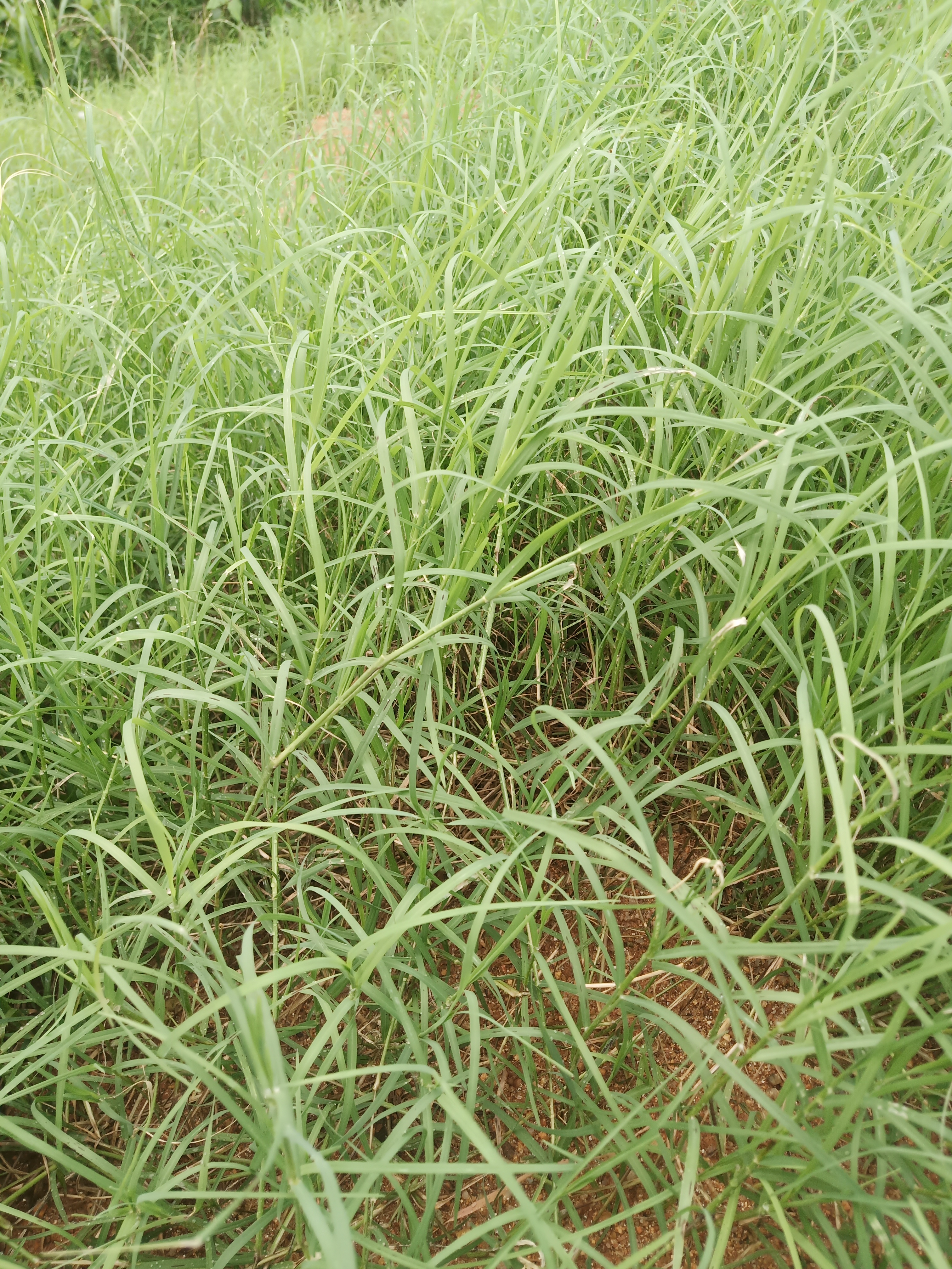 狗牙根種子百慕大草坪草籽圖片/狗牙根種子百慕大草坪草籽樣板圖 (4)