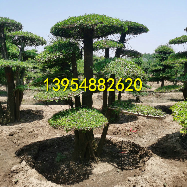 泰安対節(jié)白蠟，造型対節(jié)白蠟