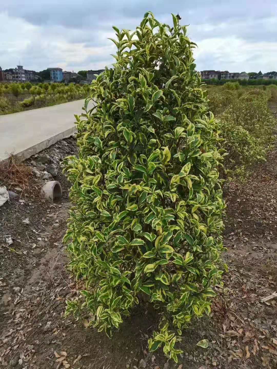 輝煌女貞球圖片/輝煌女貞球樣板圖 (3)