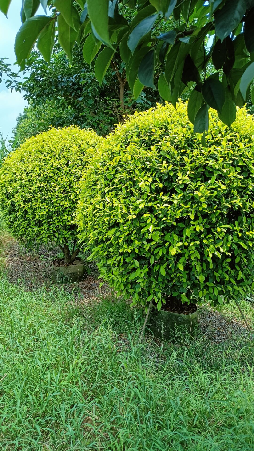 火山圖片/火山樣板圖 (3)