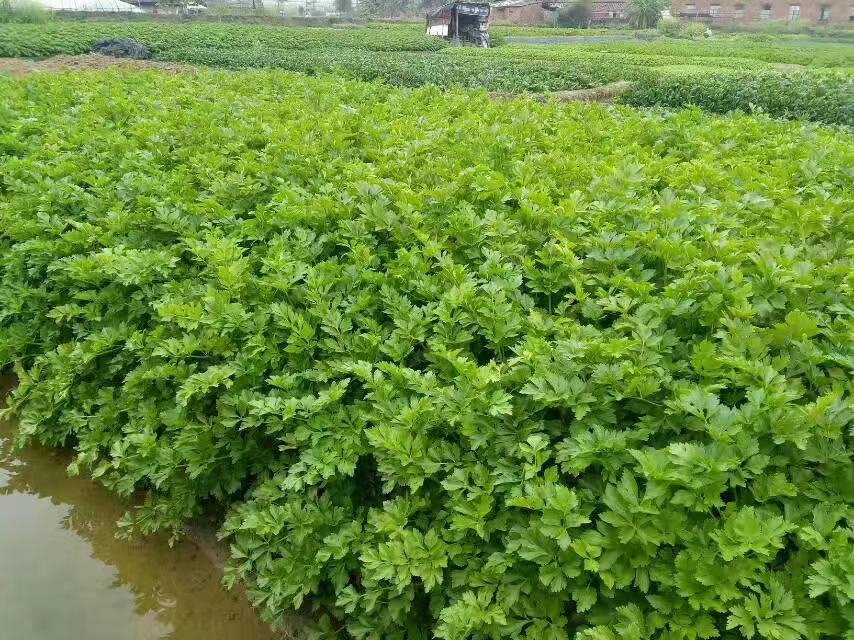 佛山蔬菜配送 蔬菜配送公司 農(nóng)副產(chǎn)品配送等全品類一站式配送