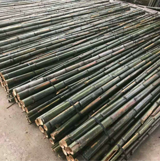 毛竹圖片/毛竹樣板圖 (1)